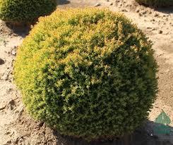 Туя західна Anniek 3- річна, Thuja occidentalis Anniek - Зображення 5