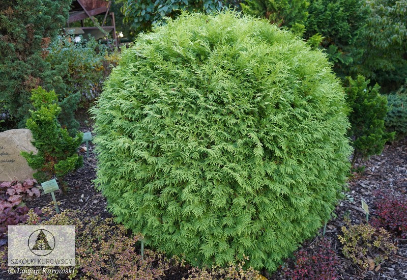 Туя західна Selena 4- річна, Туя западная Селена, Thuja occidentalis Selena - Зображення 3