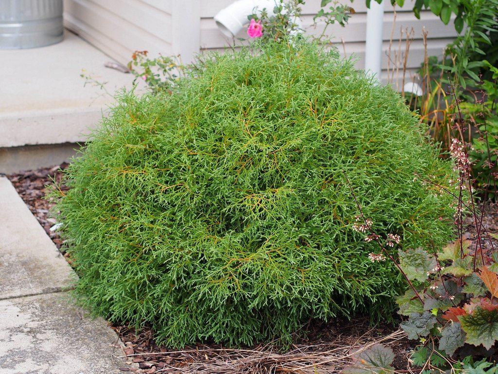 Туя західна Mr. Bowling Ball 4-коричнева, Туя західна Містер Боулінг Бол, Thuja occidentalis Mr. Bowling Ball - Зображення 2