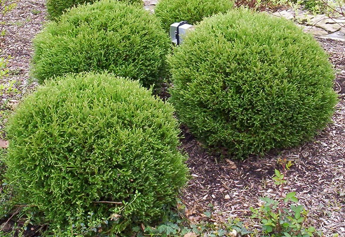 Туя західна Mr. Bowling Ball 4-коричнева, Туя західна Містер Боулінг Бол, Thuja occidentalis Mr. Bowling Ball - Зображення 3