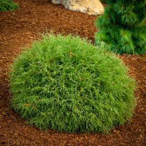 Туя західна Mr. Bowling Ball 4-коричнева, Туя західна Містер Боулінг Бол, Thuja occidentalis Mr. Bowling Ball