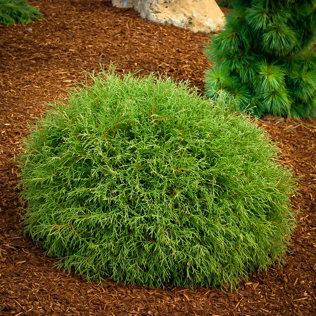 Туя західна Mr. Bowling Ball 4-коричнева, Туя західна Містер Боулінг Бол, Thuja occidentalis Mr. Bowling Ball