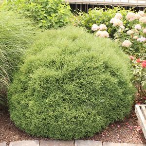 Туя західна Mr. Bowling Ball 4-коричнева, Туя західна Містер Боулінг Бол, Thuja occidentalis Mr. Bowling Ball - Зображення 4