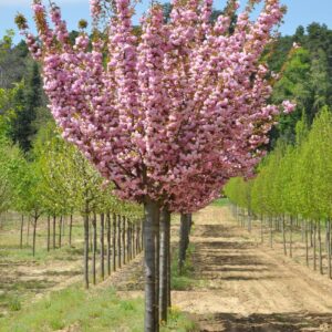 Сакура 'Kanzan' (на штамбі), Prunus 'Kanzan'(тільки самовивіз)