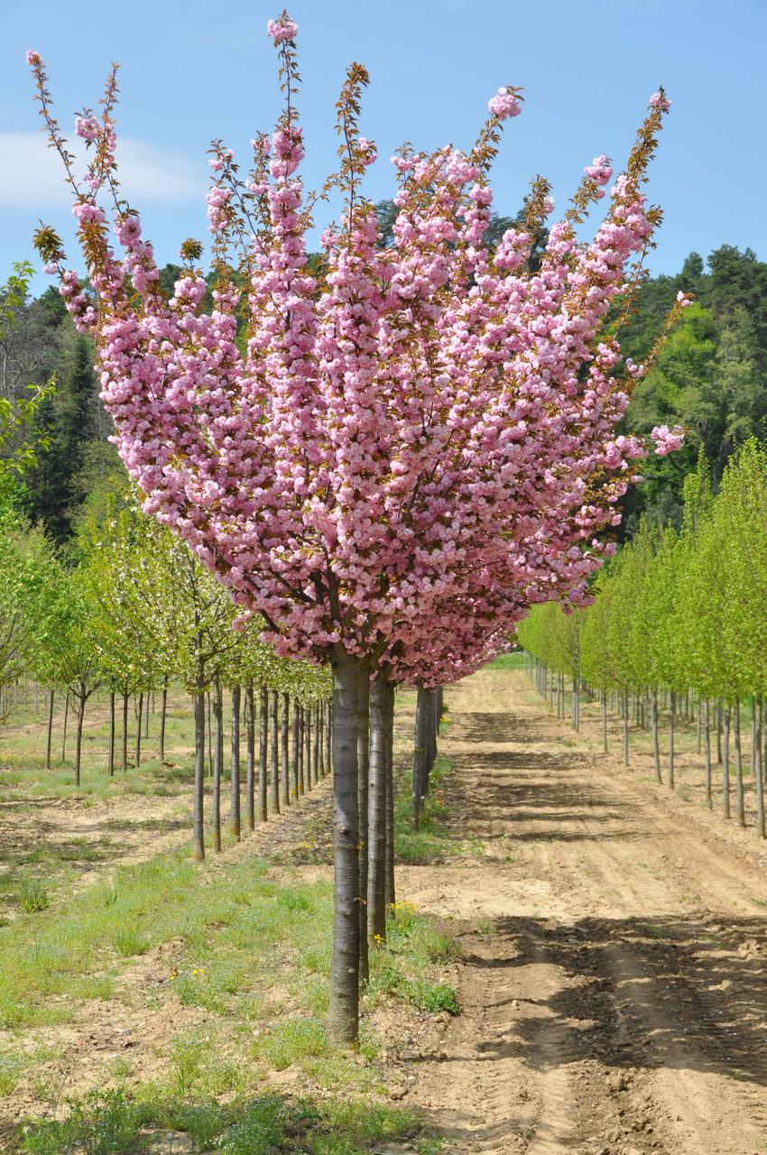 Сакура 'Kanzan' (на штамбі), Prunus 'Kanzan'(тільки самовивіз)