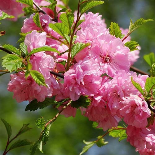 Мигдаль трилопатевий Плена на штамбі / Prunus triloba Plena on shtambe h 2. 2 m - Зображення 3