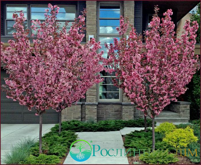Мигдаль трилопатевий Плена на штамбі / Prunus triloba Plena on shtambe h 2. 2 m - Зображення 2