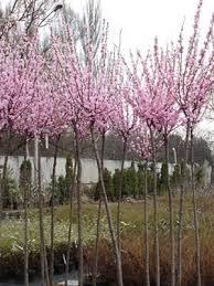 Мигдаль трилопатевий Плена на штамбі / Prunus triloba Plena on shtambe h 2. 2 m - Зображення 4