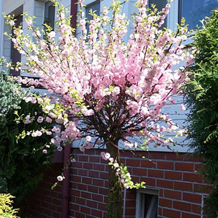 Мигдаль трилопатевий Плена на штамбі / Prunus triloba Plena on shtambe h 2. 2 m - Зображення 5