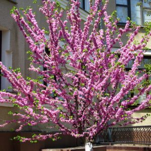 Мигдаль трилопатевий Плена на штамбі / Prunus triloba Plena on shtambe h 2. 2 m
