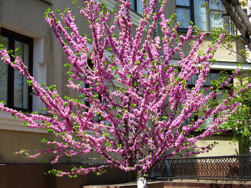 Мигдаль трилопатевий Плена на штамбі / Prunus triloba Plena on shtambe h 2. 2 m