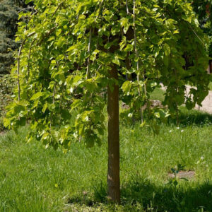 Шовковиця ПЛАКУЧА/ на штамбі Morus alba Pendula h 1. 1 - 1. 5 м