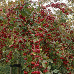 Яблоня 'Red Sentinel', Malus 'Red Sentinel' St. на штамбі
