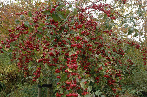 Яблоня 'Red Sentinel', Malus 'Red Sentinel' St. на штамбі