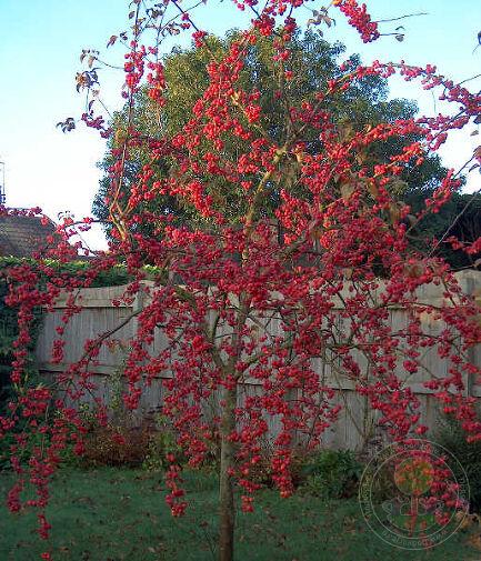 Яблоня 'Red Sentinel', Malus 'Red Sentinel' St. на штамбі - Зображення 2