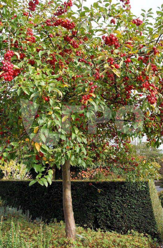 Яблоня 'Red Sentinel', Malus 'Red Sentinel' St. на штамбі - Зображення 3