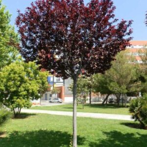 Слива Пісарді / Слива Писсарди на штамбе (Prunus cerasifera Pissardii) h 1- 1. 5 m