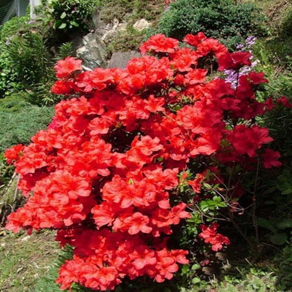 Азалія японська "Фрідоліна", Azalea japonica "Fridoline", 4 -річна, С3 - Зображення 2