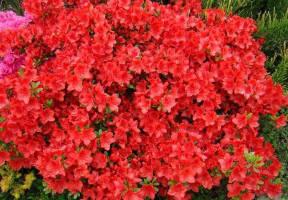 Азалія японська "Фрідоліна", Azalea japonica "Fridoline", 4 -річна, С3 - Зображення 3