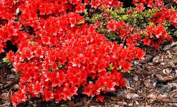 Азалія японська "Фрідоліна", Azalea japonica "Fridoline", 4 -річна, С3 - Зображення 4