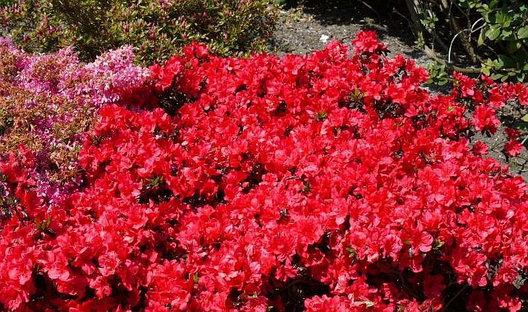 Азалія японська "Фрідоліна", Azalea japonica "Fridoline", 4 -річна, С3 - Зображення 5