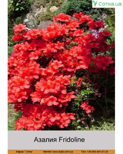 Азалія японська "Фрідоліна", Azalea japonica "Fridoline", 4 -річна, С3 - Зображення 6