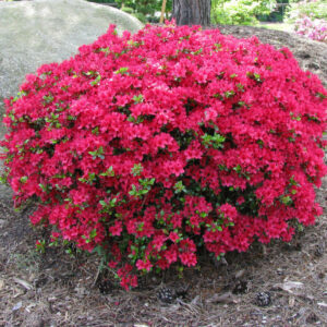Азалія японська "Канзонетта", Azalea japonica "Canzonetta", 2-річна, Р9