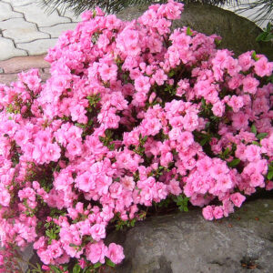 Азалія японська "Розінетта", Azalea japonica "Rosinetta", 2-річна, Р9