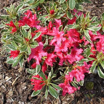 Азалія "Сільвер Сворд", Azalea "Silver Sword", 3- річна, С1, 5 - Зображення 2