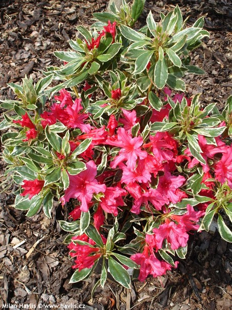 Азалія "Сільвер Сворд", Azalea "Silver Sword", 3- річна, С1, 5 - Зображення 4