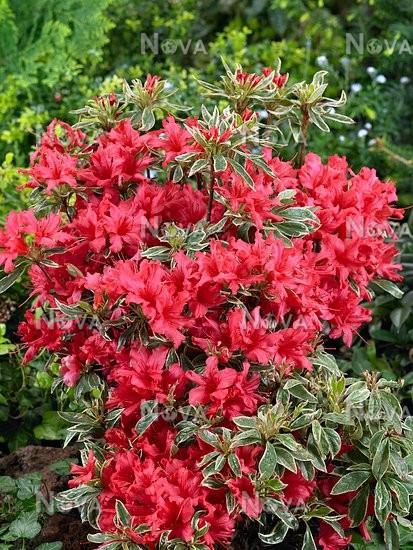 Азалія "Сільвер Сворд", Azalea "Silver Sword", 3- річна, С1, 5 - Зображення 5