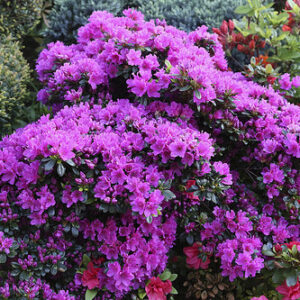 Азалія японська "Гейша Пурпл", Azalea japonica "Geisha Purple", 2-річна, Р9
