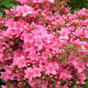Азалія японська "Катя", Azalea japonica "Katja", 2-річна, Р9