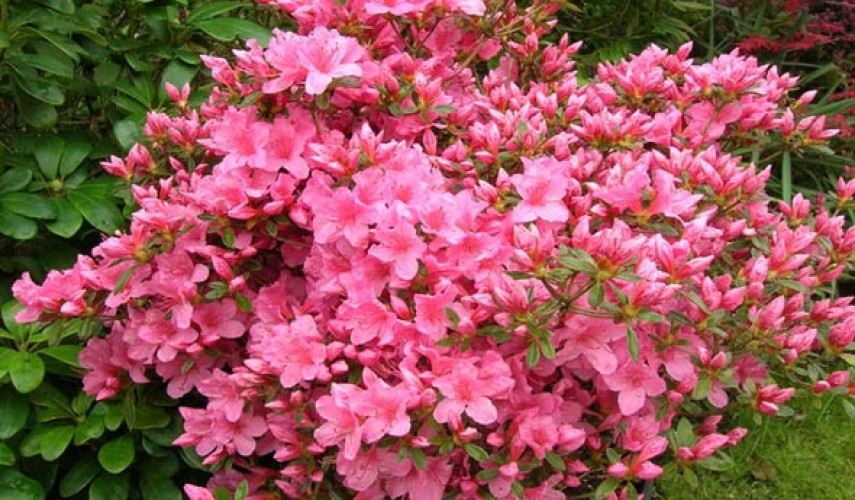 Азалія японська Katja Azalea japonica Katja, 3 річна
