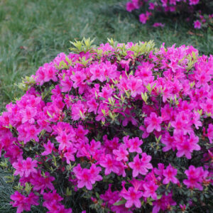 Азалія японська "Орлик" Azalea japonica "Orlice" 3- річна