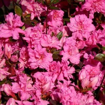 Азалія японська "Петтікоат", Azalea japonica "Petticoat", 4-річна, С3 - Зображення 2