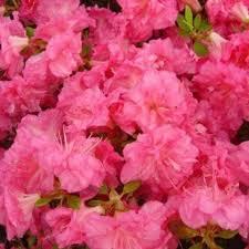 Азалія японська "Петтікоат", Azalea japonica "Petticoat", 4-річна, С3 - Зображення 3