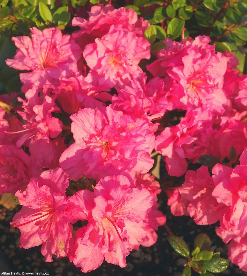 Азалія японська "Петтікоат", Azalea japonica "Petticoat", 4-річна, С3 - Зображення 4