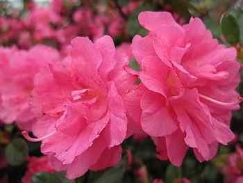 Азалія японська "Петтікоат", Azalea japonica "Petticoat", 4-річна, С3 - Зображення 5