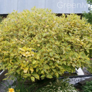 Дерен білий Spaethii 3 річний, Cornus alba Spaethii