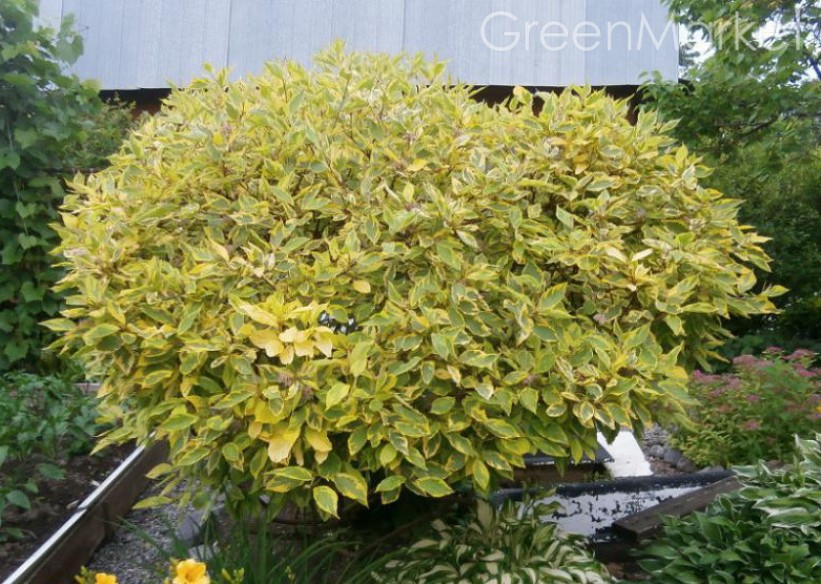 Дерен білий Spaethii 3 річний, Cornus alba Spaethii