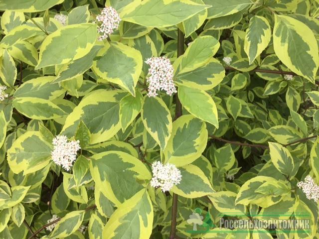Дерен білий Spaethii 3 річний, Cornus alba Spaethii - Зображення 4