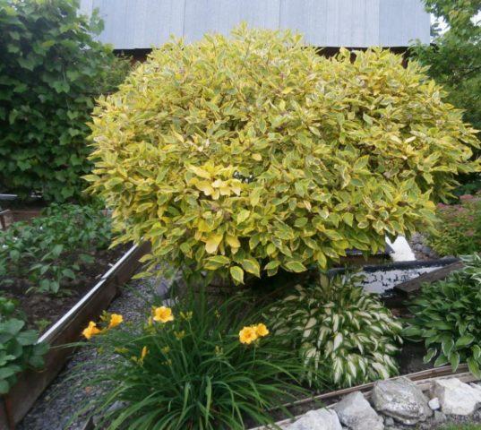 Дерен білий Spaethii 3 річний, Cornus alba Spaethii - Зображення 3
