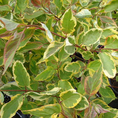 Дерен білий Spaethii 3 річний, Cornus alba Spaethii - Зображення 2