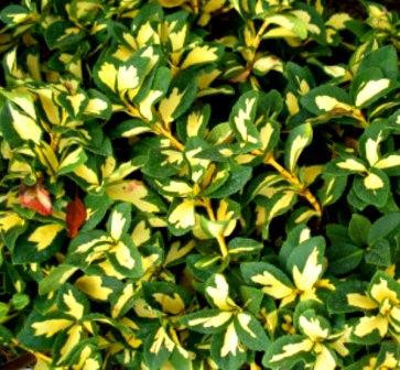 Бересклет Форчуна Санспот 3- річний Бересклет Форчуна Санспот Euonymus fortunei Sunspot - Зображення 3