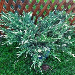 Ялівець горизонтальний "Андорра Варієгата" Juniperus horizontalis 'Andorra Variegata', С1, 5