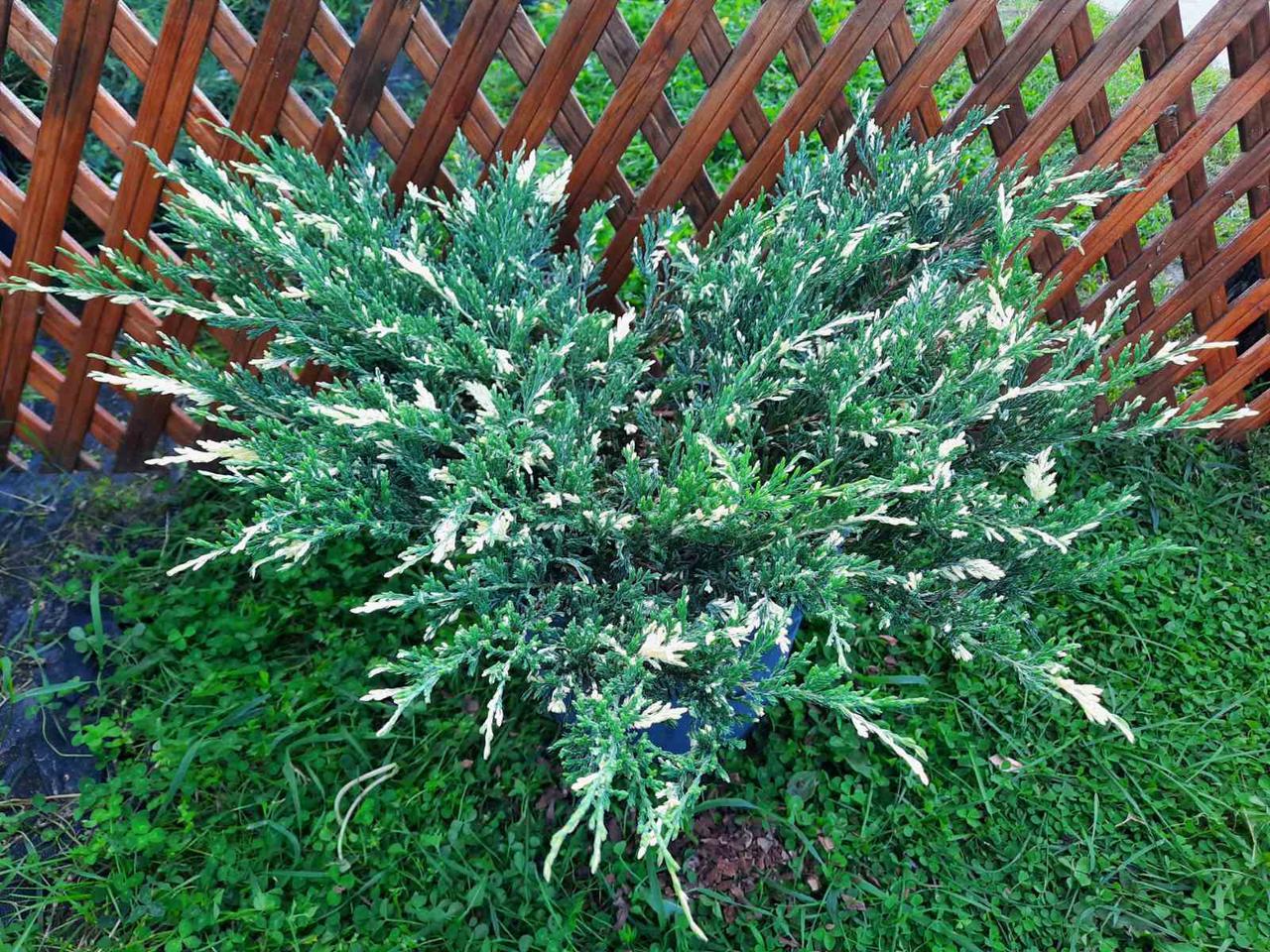 Ялівець горизонтальний "Андорра Варієгата" Juniperus horizontalis 'Andorra Variegata', С1, 5