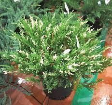 Ялівець горизонтальний "Андорра Варієгата" Juniperus horizontalis 'Andorra Variegata', С1, 5 - Зображення 2