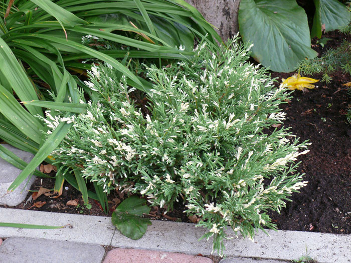 Ялівець горизонтальний "Андорра Варієгата" Juniperus horizontalis 'Andorra Variegata', С1, 5 - Зображення 3