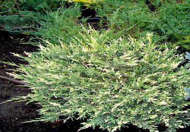 Ялівець горизонтальний "Андорра Варієгата" Juniperus horizontalis 'Andorra Variegata', С1, 5 - Зображення 4